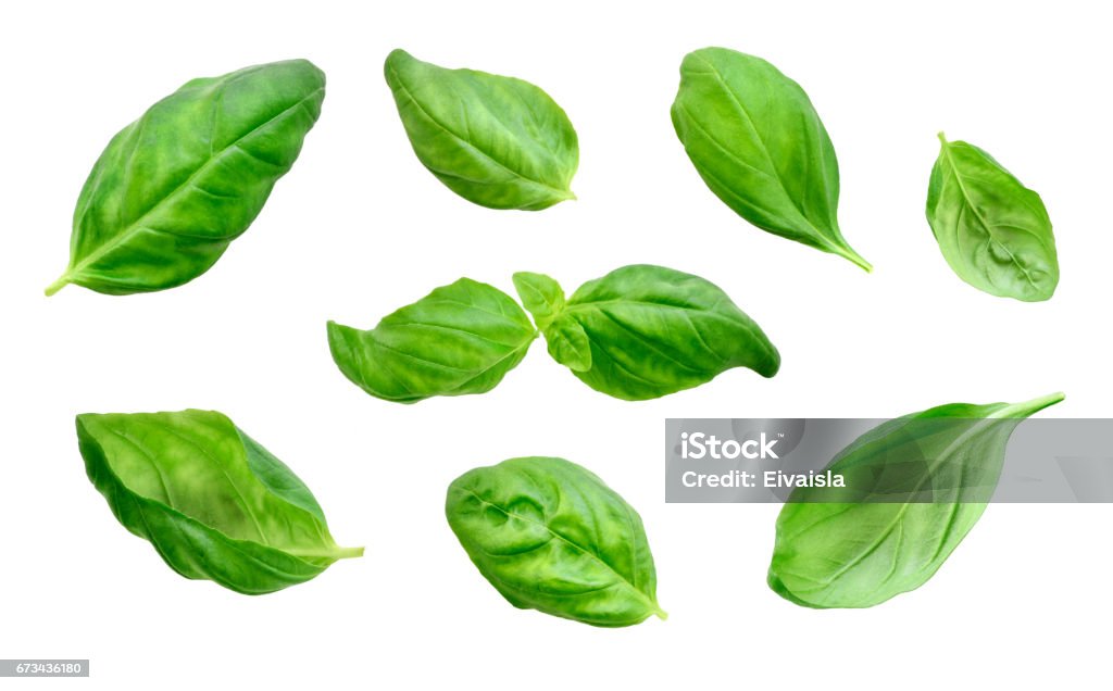 Fresh basil leaves, isolated on white background Fresh basil leaves, isolated on white background. Cut out herb, basil or spinach leaf, design elements. Group of objects, green leaves, cooking ingredients. Basil Stock Photo