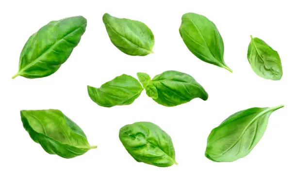 Fresh basil leaves, isolated on white background. Cut out herb, basil or spinach leaf, design elements. Group of objects, green leaves, cooking ingredients.