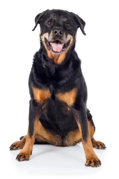 Dog Rottweiler sits out frontally with tongue and looks attentively