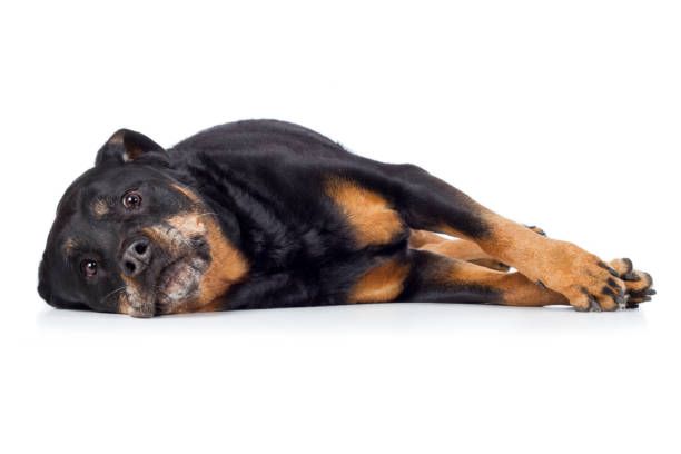 Dog Rottweiler lies on his side and looks anxious Dog Rottweiler lies on his side and looks anxious traurig stock pictures, royalty-free photos & images