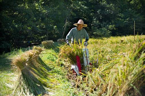 An old man harvesting rice with agricultural equipment