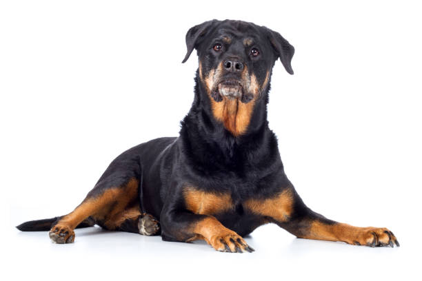 Dog Rottweiler old lies on the side and looks attentively Dog Rottweiler old lies sideways and looks attentively traurig stock pictures, royalty-free photos & images