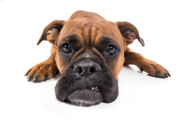 Dog boxer brown lies on floor with snout and looks sad Dog Boxer brown lies on the ground with a snout and looks sad traurig stock pictures, royalty-free photos & images