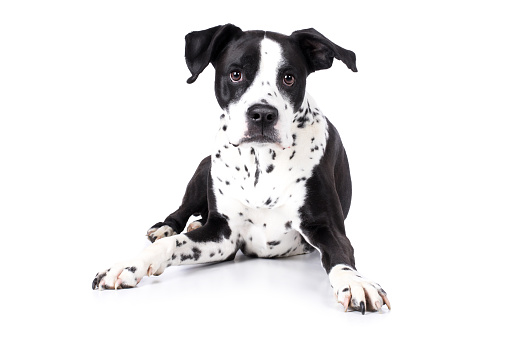 Dog Boxer Dalmatian Mongrel lies on the ground and looks attentively