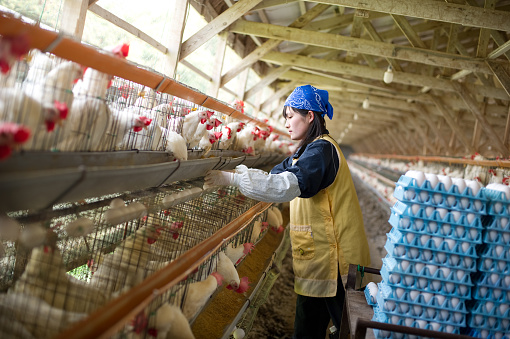 Workers choosing eggs at a poultry farm