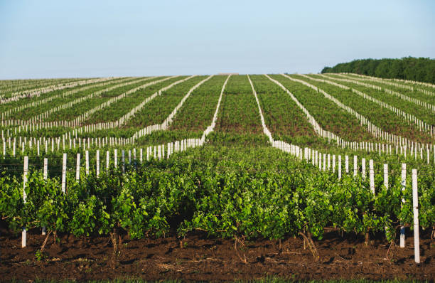 istock Perspective shot of a summer vineyard at daylight 673449590