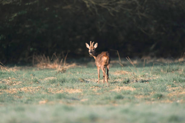 istock Alert grazing roe deer buck standing in morning sunlight. 673467592
