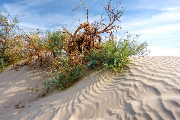 parco nazionale della valle della morte - mesquite tree foto e immagini stock