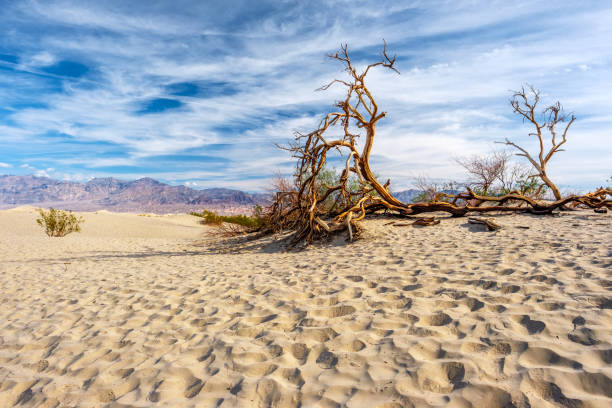 death valley national park - mesquite tree imagens e fotografias de stock