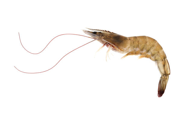 istock Fresh raw seafood shrimp isolated on white background 673469300