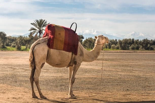 A camel in the constrating landscape of sandy desert grounds in the foreground with lush olive and date palm trees and the snow capped Atlas mountains in the background. Marrakech, Morocco