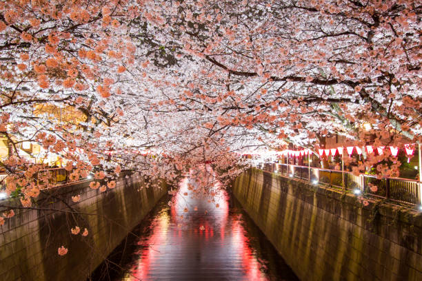 istock Cherry trees along Meguro River are light up in spring. 673478502