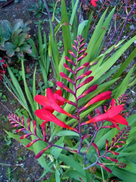 istock Red Crocosmia / Montbretia 673478746