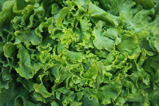 Lettuce - Unseasoned green salad