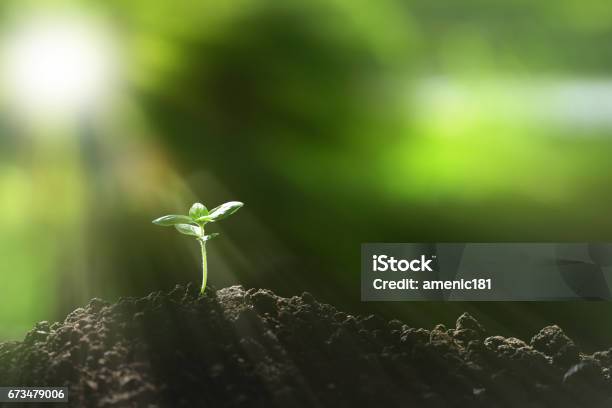 Young Plant Stock Photo - Download Image Now - Seedling, Growth, Bean Sprout