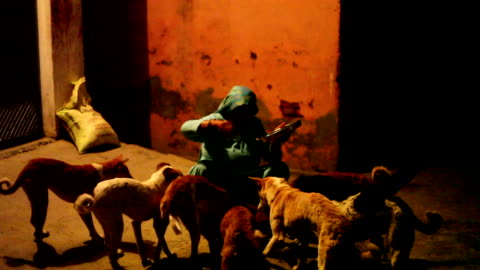 Dogs Puppies Waiting For Bread Stock Video - Download Video Clip Now -  India, Street, Rural Scene - iStock