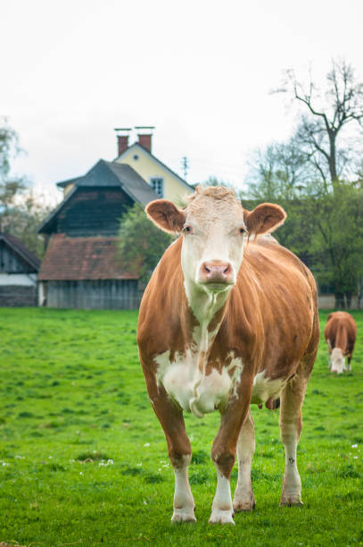 vaca marrón frente a la casa de la granja - guernsey cattle fotografías e imágenes de stock