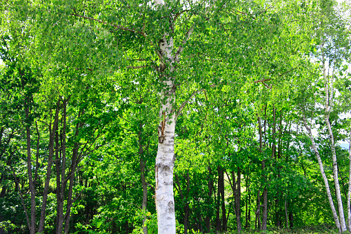 Birch