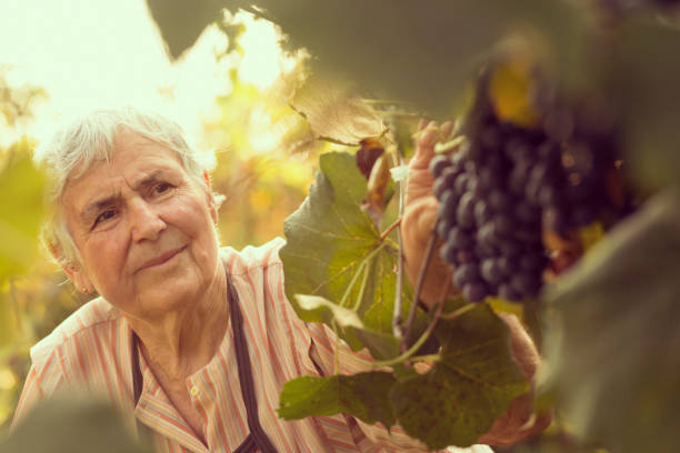 istock Woman in a vineyard 673480724