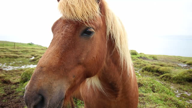 Horse in Iceland Highlights