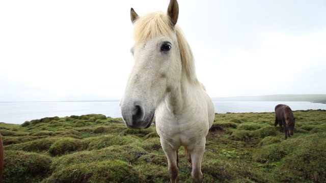 White Horse in Iceland Highlights