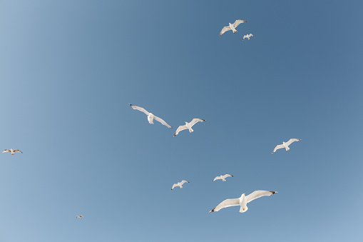 Vista de ángulo bajo de gaviotas volando contra el cielo azul claro photo