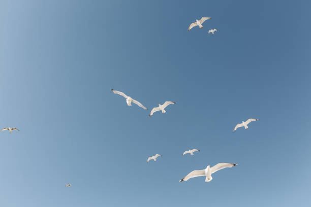 vista de ángulo bajo de gaviotas volando contra el cielo azul claro - sunny day sunlight seagull fotografías e imágenes de stock