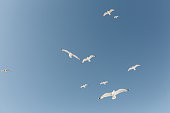 Low Angle View Of Seagulls Flying Against Clear Blue Sky