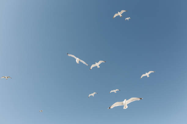 Low Angle View Of Seagulls Flying Against Clear Blue Sky  seagull stock pictures, royalty-free photos & images