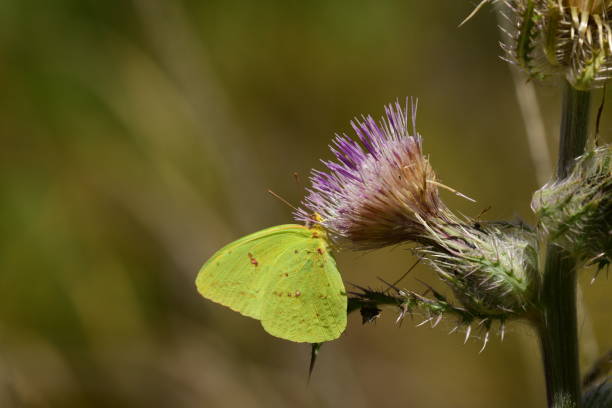 istock Sulphur butterfly feeding on thistle flower 673492058