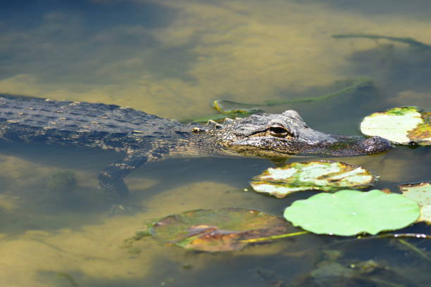 istock Young alligator floating in clear water 673492992
