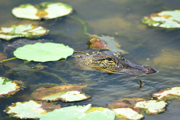 istock Young alligator hiding in lily pads 673493096
