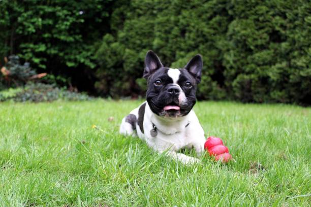 istock french bulldog with toy 673500402
