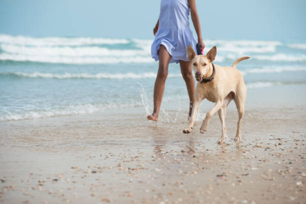 Unrecognized young Ethiopian woman in blue dress running on coastline with her dog. Dog running, holding sea stone in mouth.