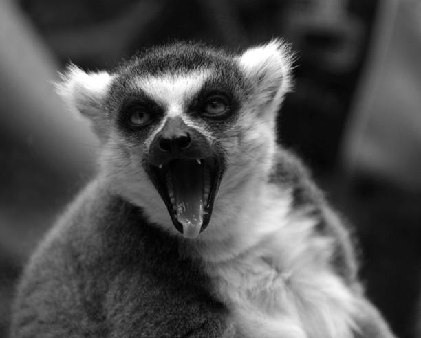 Portrait lemur on a nature.