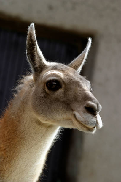 istock portrait of funny lama 673517844