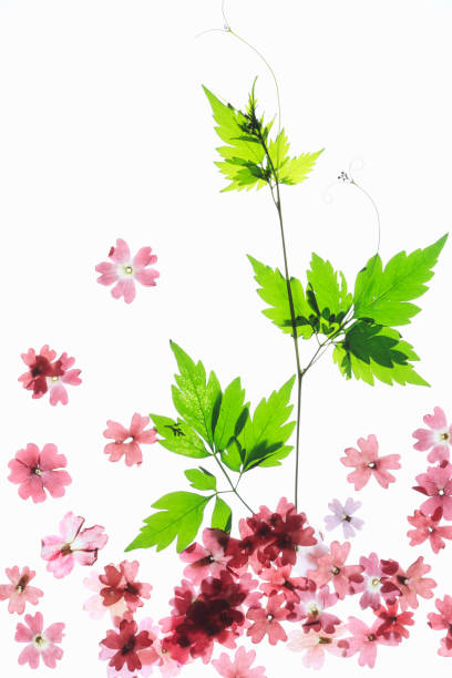 istock Pressed flowers and leaves 673521000