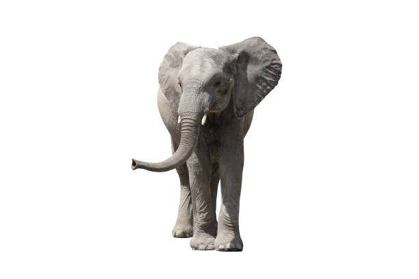 afrikanischer elefant - afrikanischer elefant stock-fotos und bilder