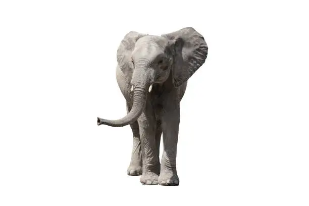 African elephant on the a white background
