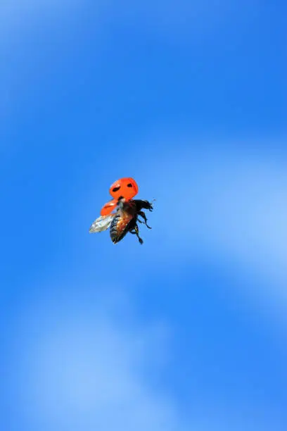 Photo of Sky fly Ladybird