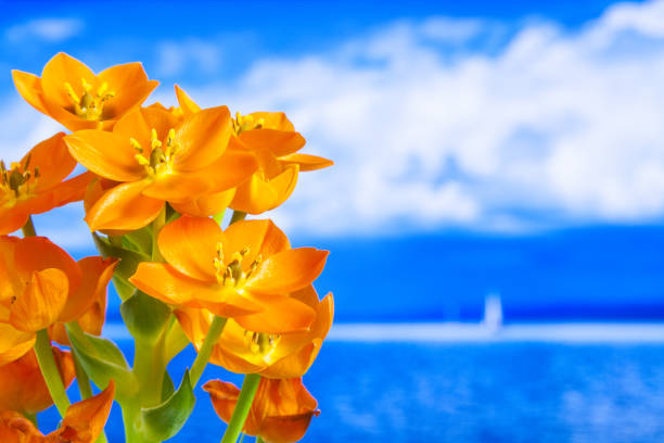 Orange flower with blue sea in background