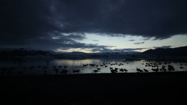 Icelandic birds
