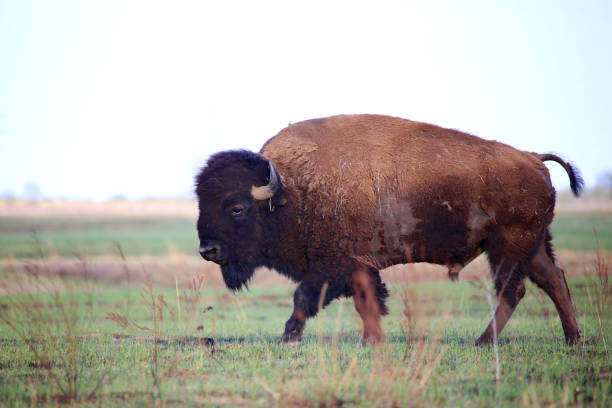 istock Wild American Bison male in spring 673531394