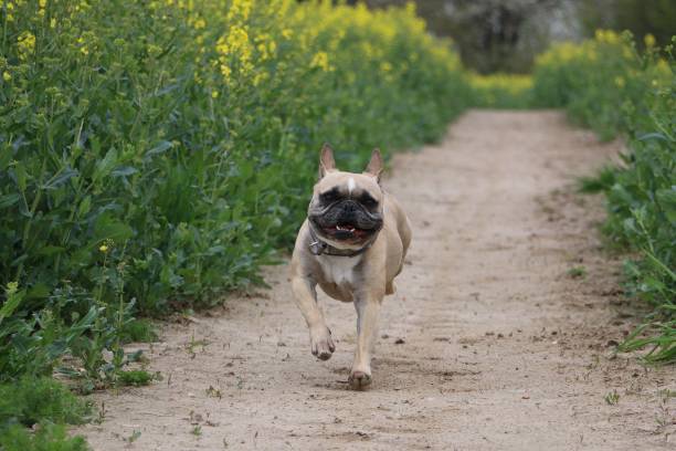 istock french bulldog in raps 673532056