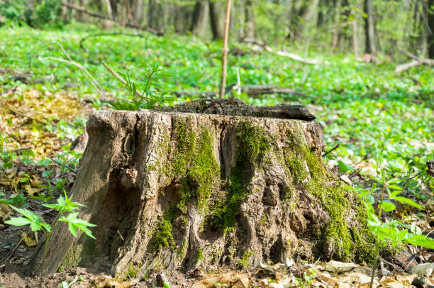 istock Old rotten wooden stump with moss in the forest. 673537594
