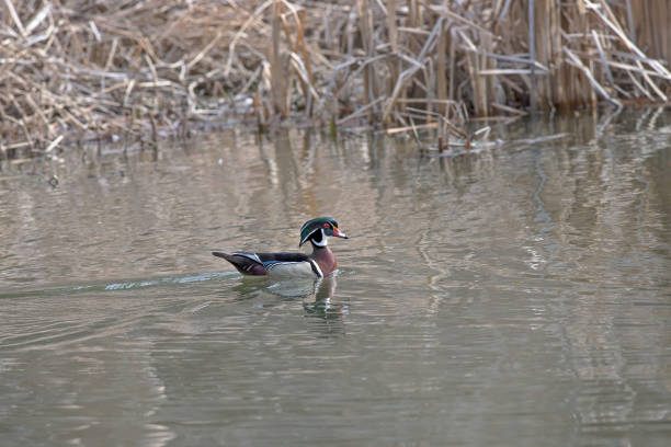 Male wood duck swimming in a pond. stock photo