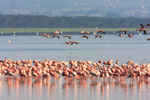 istock Flamingos from Nakuru. Kenya, Africa 673543898