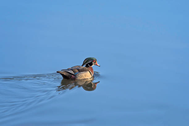Wood duck swimming in a pond. stock photo