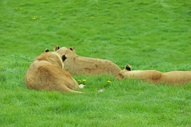 [url=http://www.istockphoto.com/search/lightbox/12140723/#1e97b20] \