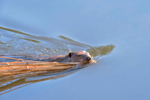 Beaver swimming with cattails in its mouth. stock photo